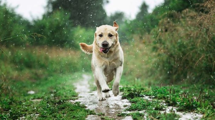 Are dogs affected by rainy weather