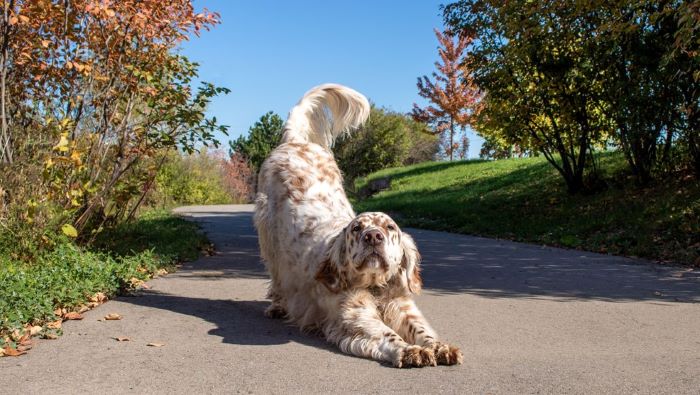 Dog stretching a lot