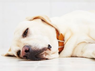 Symptoms of ham bone ingestion in dogs