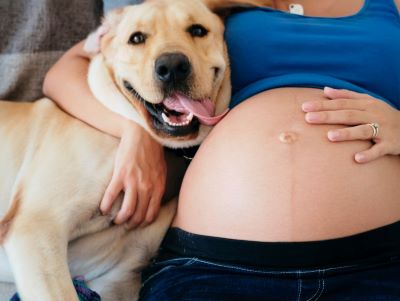 Dog lick your belly button because of hormonal changes and pregnancy