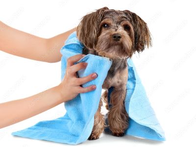 You should dry your dog thoroughly if he has long fur You should dry your dog thoroughly if he has long fur