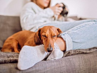 Dog showing protecting behavior
