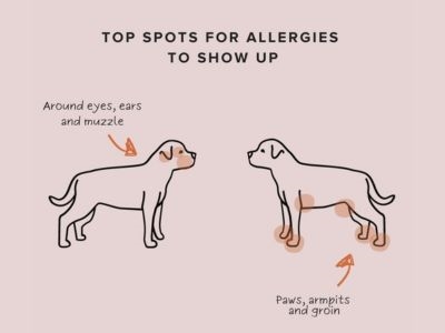 Allergies in Dogs Allergies in Dogs