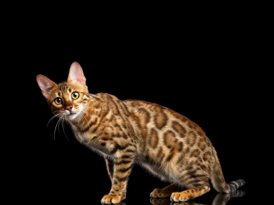 Bengal Cat