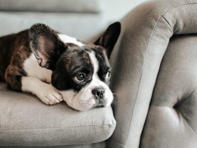 Sick Dog Sick Dog