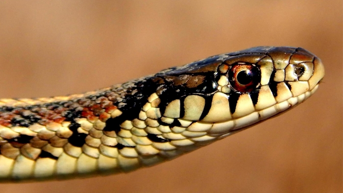 Garter Snake 