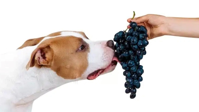 Can dog Eat Grapes