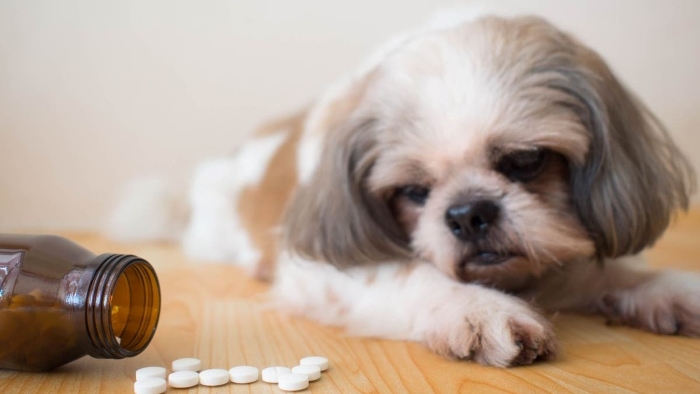 Carprofen for Dogs