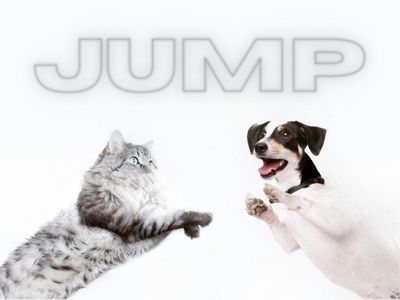 Cat vs Dog Jump