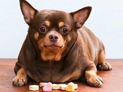 Diabetes in Dogs 
