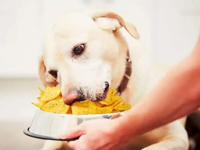 Dog Eating Tortilla Chips