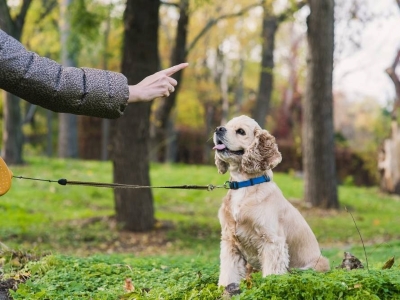 Dog Training Dog Training
