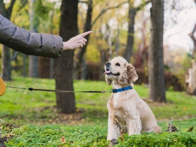 Dog Training 