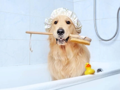 Dog ready for bath