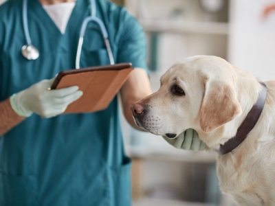 Dog Check Up Dog Check Up