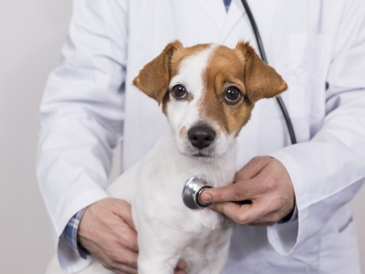 Dog Checkup