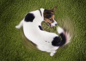 Dog Circling