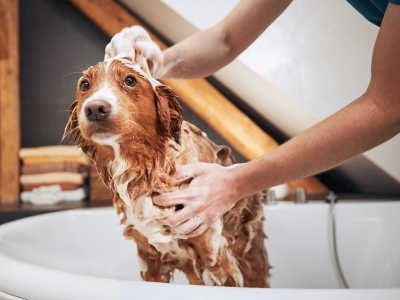 Bathe Your Dog Properly