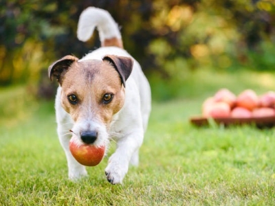 Dog Eat Apple Dog Eat Apple