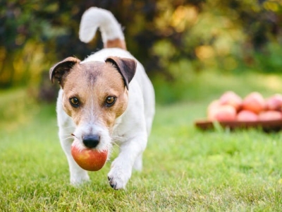 Dog Eat Apple