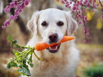 Dog Eat Carrot 