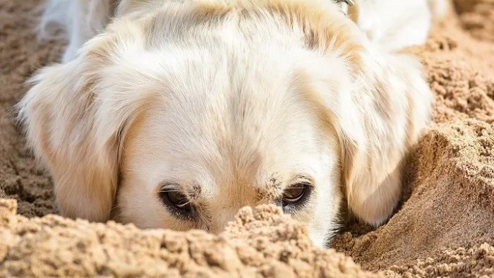 Dog Eat Dirt