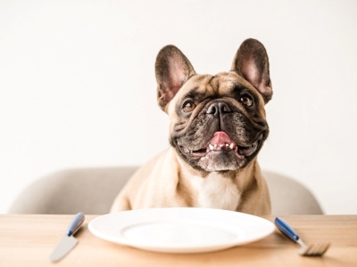 Dog Eating Human Food