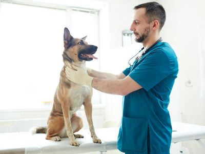 Dog Health Checkup 