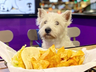 Dog Love Tortilla Chips