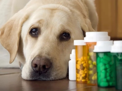 Dog Medicines 