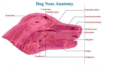 Dog Nose Anatomy 