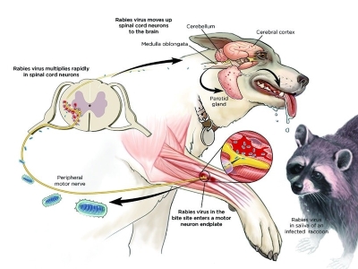 Dog Rabies Vaccine