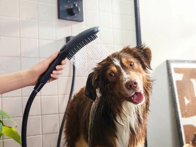 Dog Shower