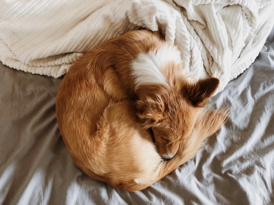 Dog Sleeping curled up