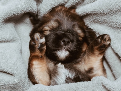 Dog Sleeping on their back