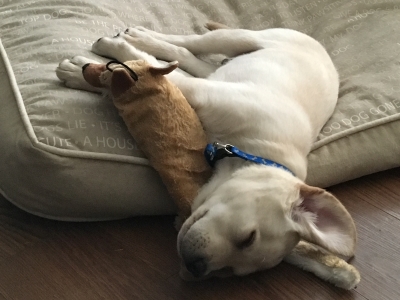 Dog Sleeping on their side