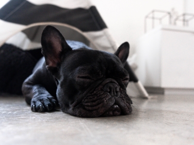 Dog Sleeping on their stomach