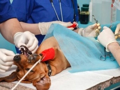 Dog Surgery Dog Surgery