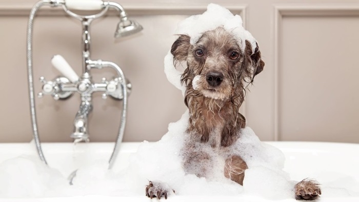 Dog taking Bath