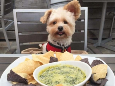 Dog & Tortilla chips