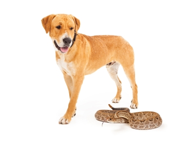 Dog and Snake