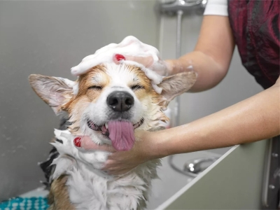 Dog Bathing