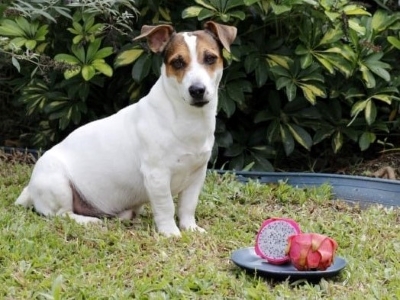 Dog eat Dragon Fruit