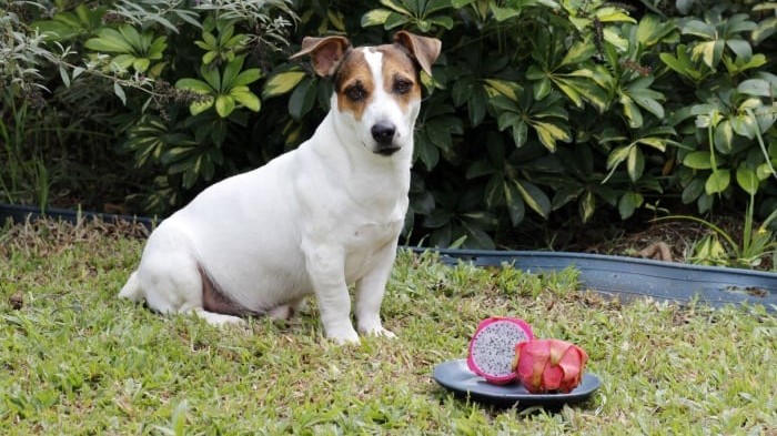 Dog eat Dragon Fruit