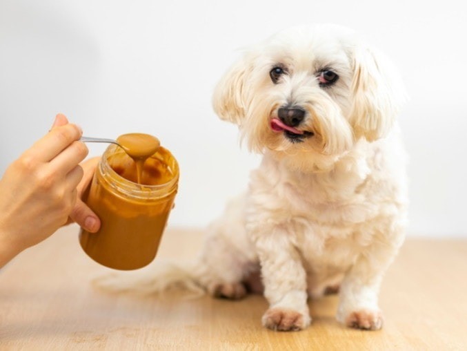 Dog Love Peanut Butter 