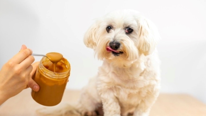Dog Eat Peanut Butter
