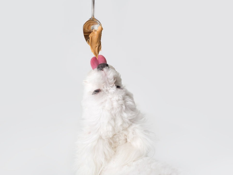 Dog Eat Peanut Butter Dog Eat Peanut Butter