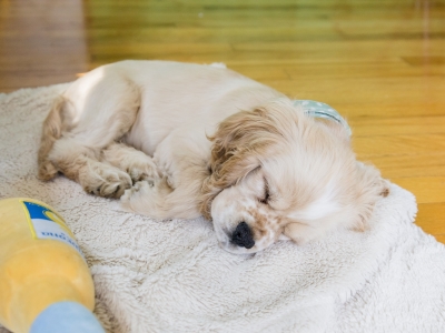 Dog enjoying Sleep