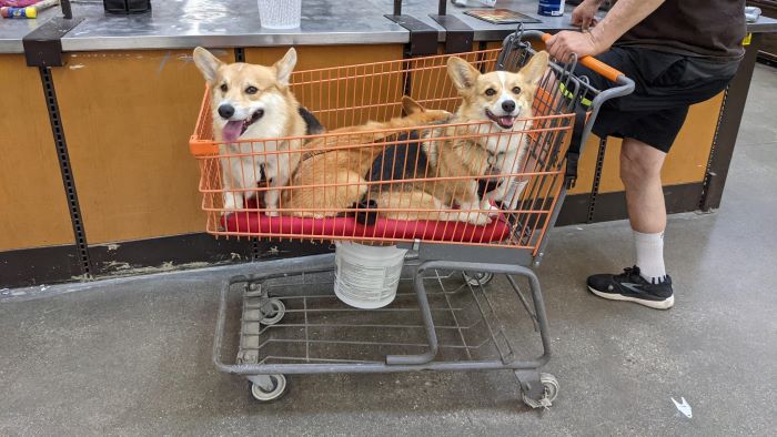 Dogs are in Home Depot