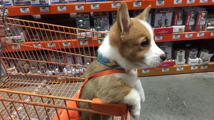 Dog in Home Depot